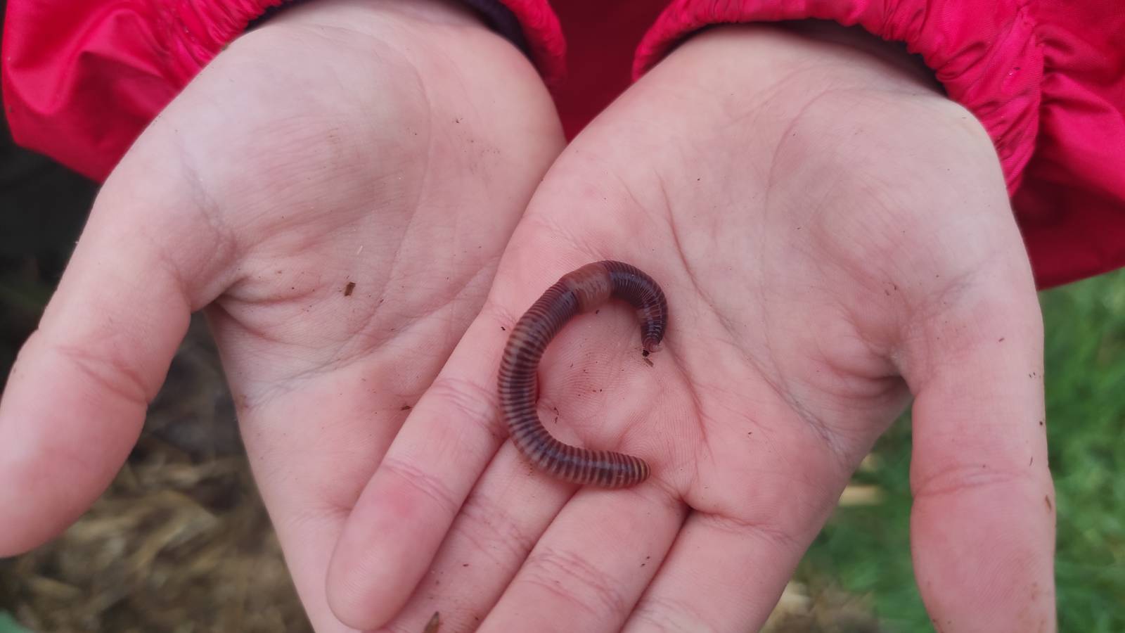Brandling worm in a student’s hands
