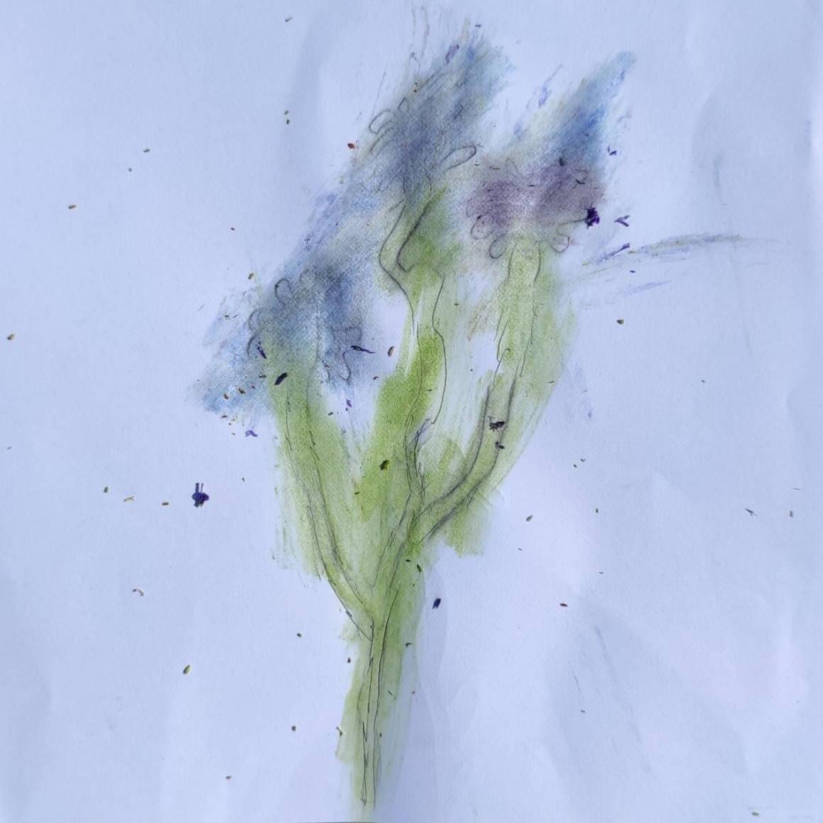 Pencil sketch of blue flower coloured in