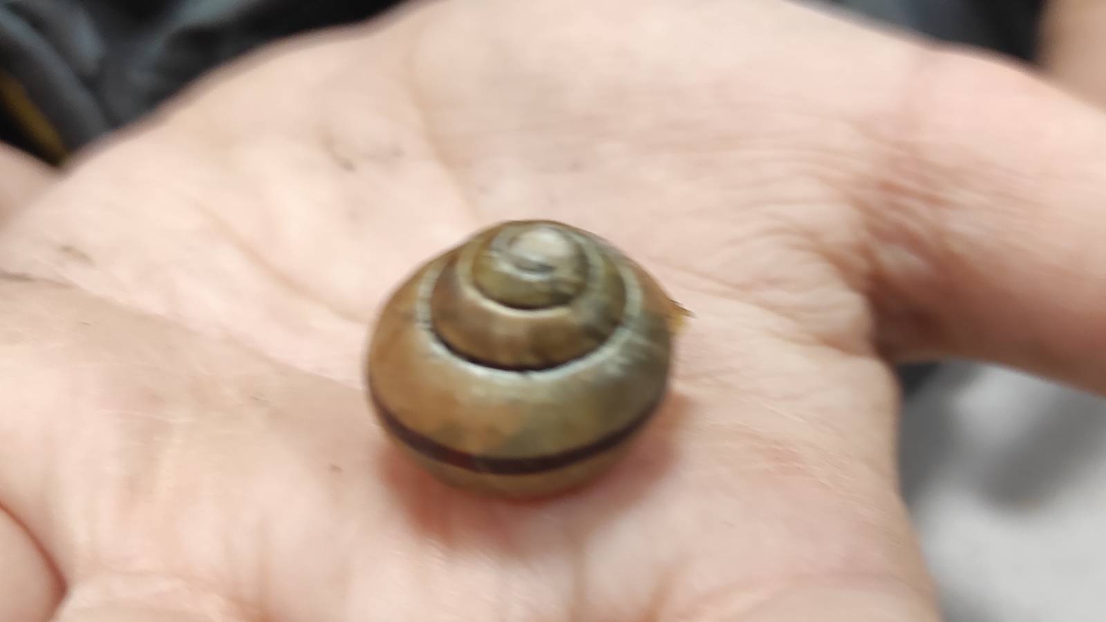 The Banded Snail (Cepaea nemoralis) which only feeds on dead or dying plants. 
