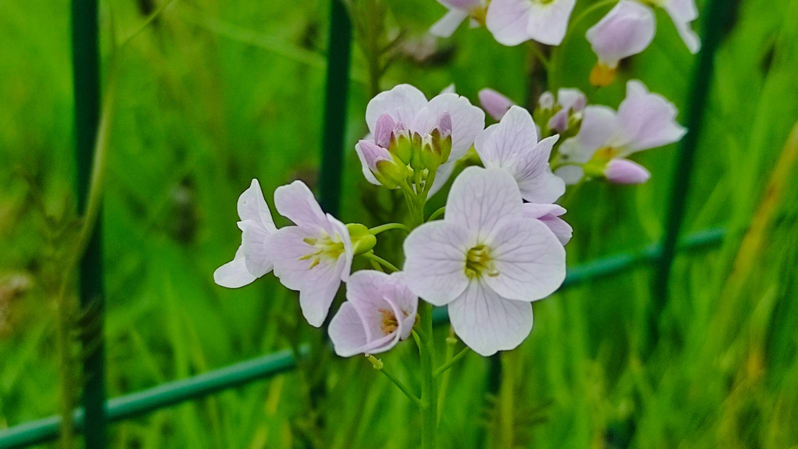 Cuckoo Flower (Cardamine pratensis) growing on a damp patch outside the front of the school. Food plant for Orange-tip Butterfly.