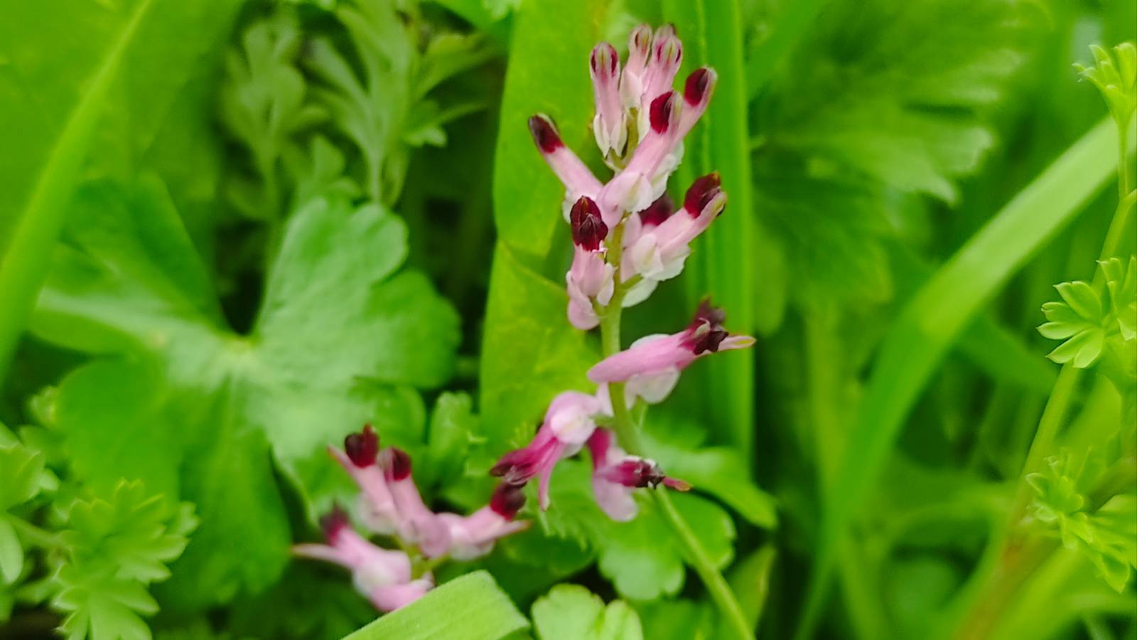 Common Ramping Fumitory (Fumaria muralis) growing in profusion outside the school.