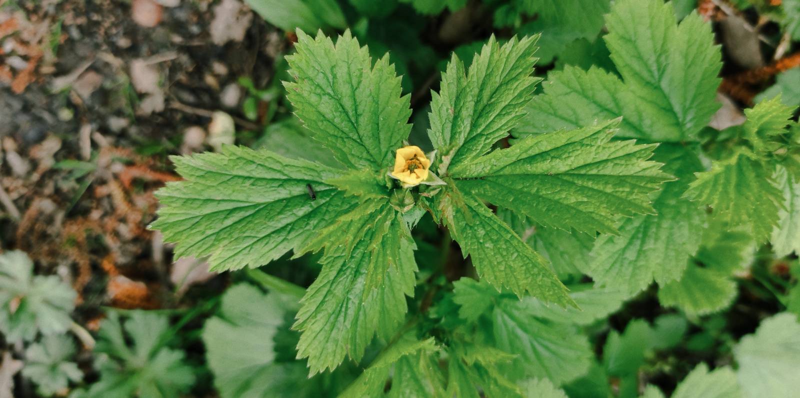 Large-leaved Avens (Geum macrophyllum) in part-shade woodland by Llanilar pond near the school.