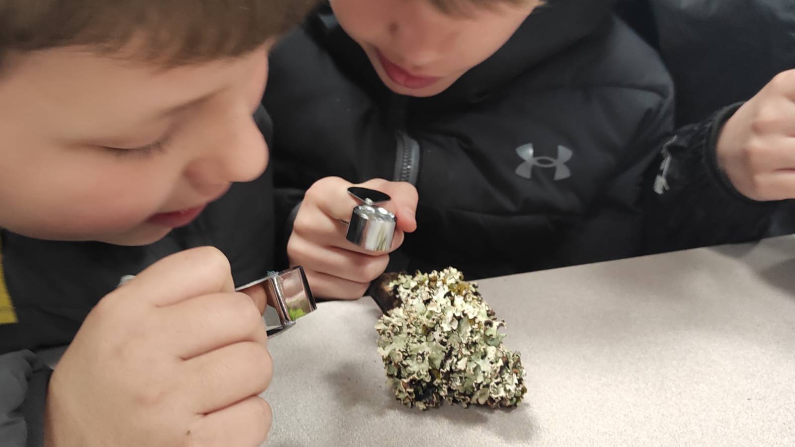 Students examining lichen specimen with hand lenses. They found a woodlouse and a tiny millipede!