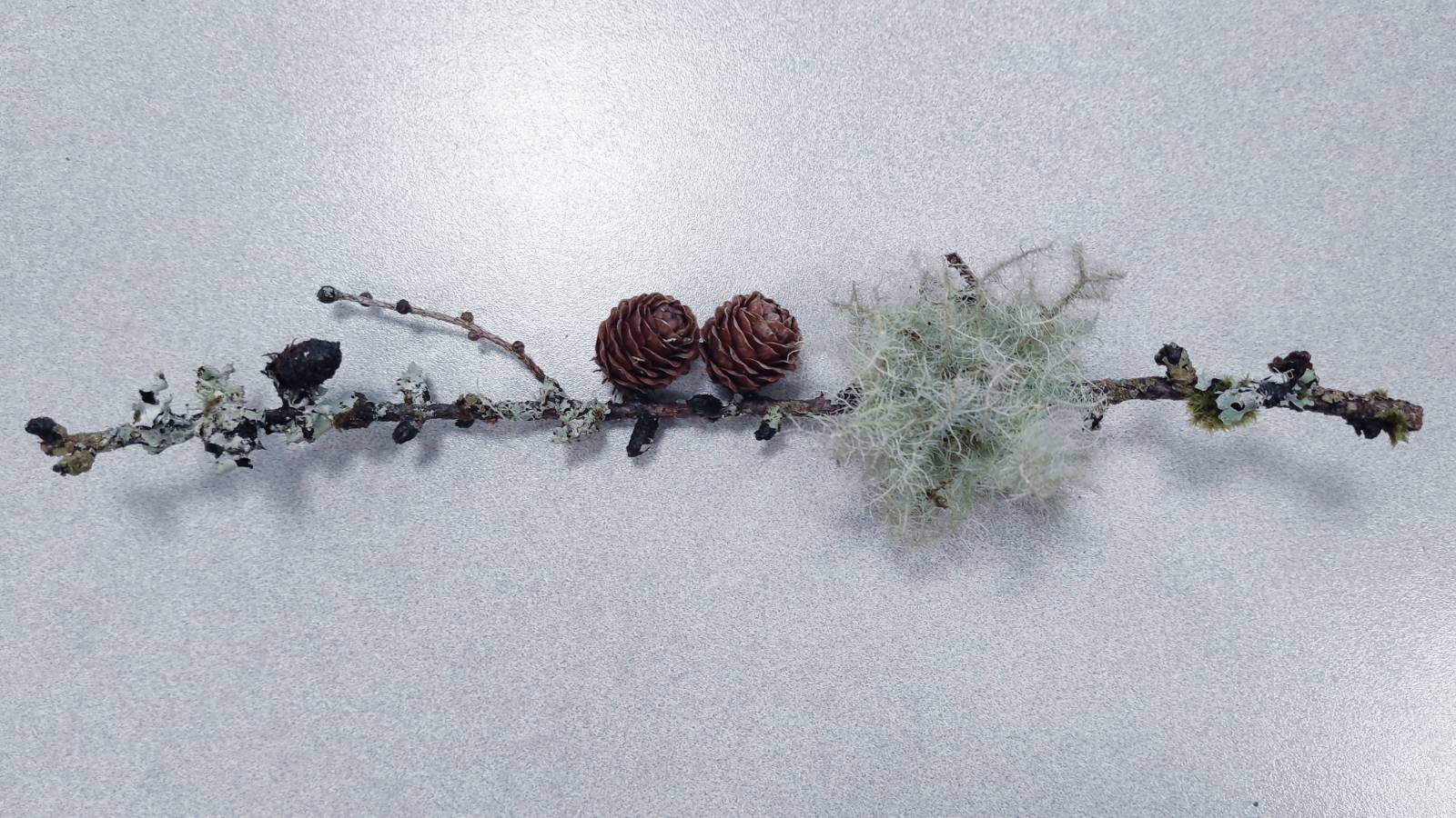 Lichens on a Larch twig