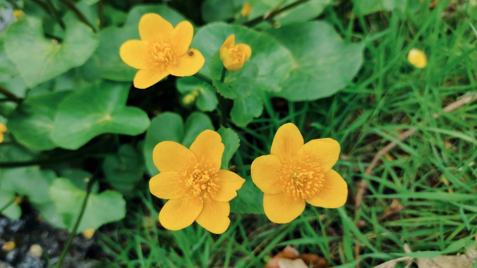 Marsh Marigold (Caltha palustris) in glorious flower.