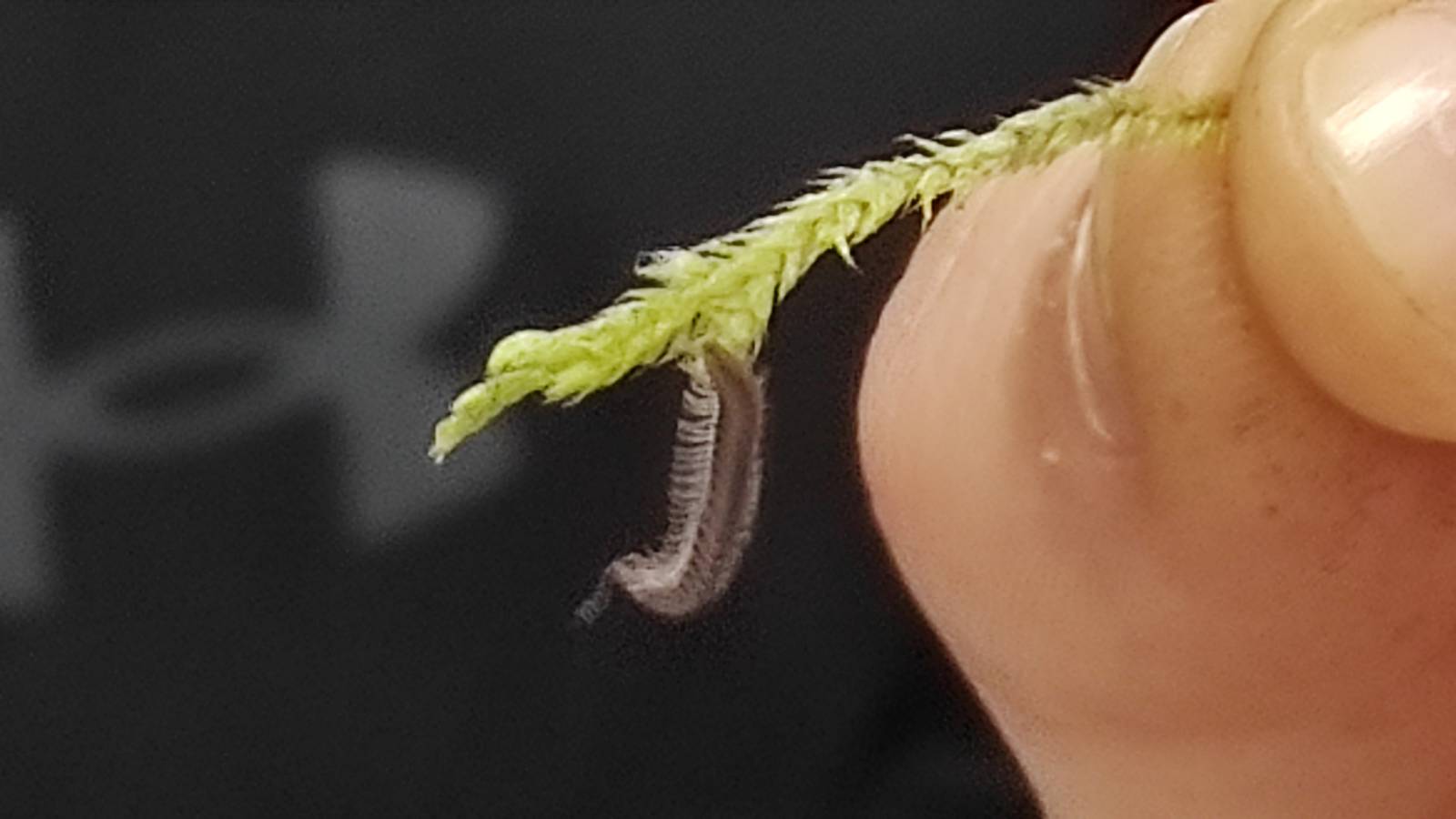 Close-up of a tiny millipede on a strand of moss
