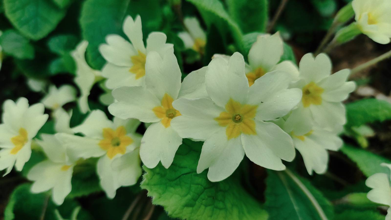 Primrose (Primula vulgaris) flowers.
