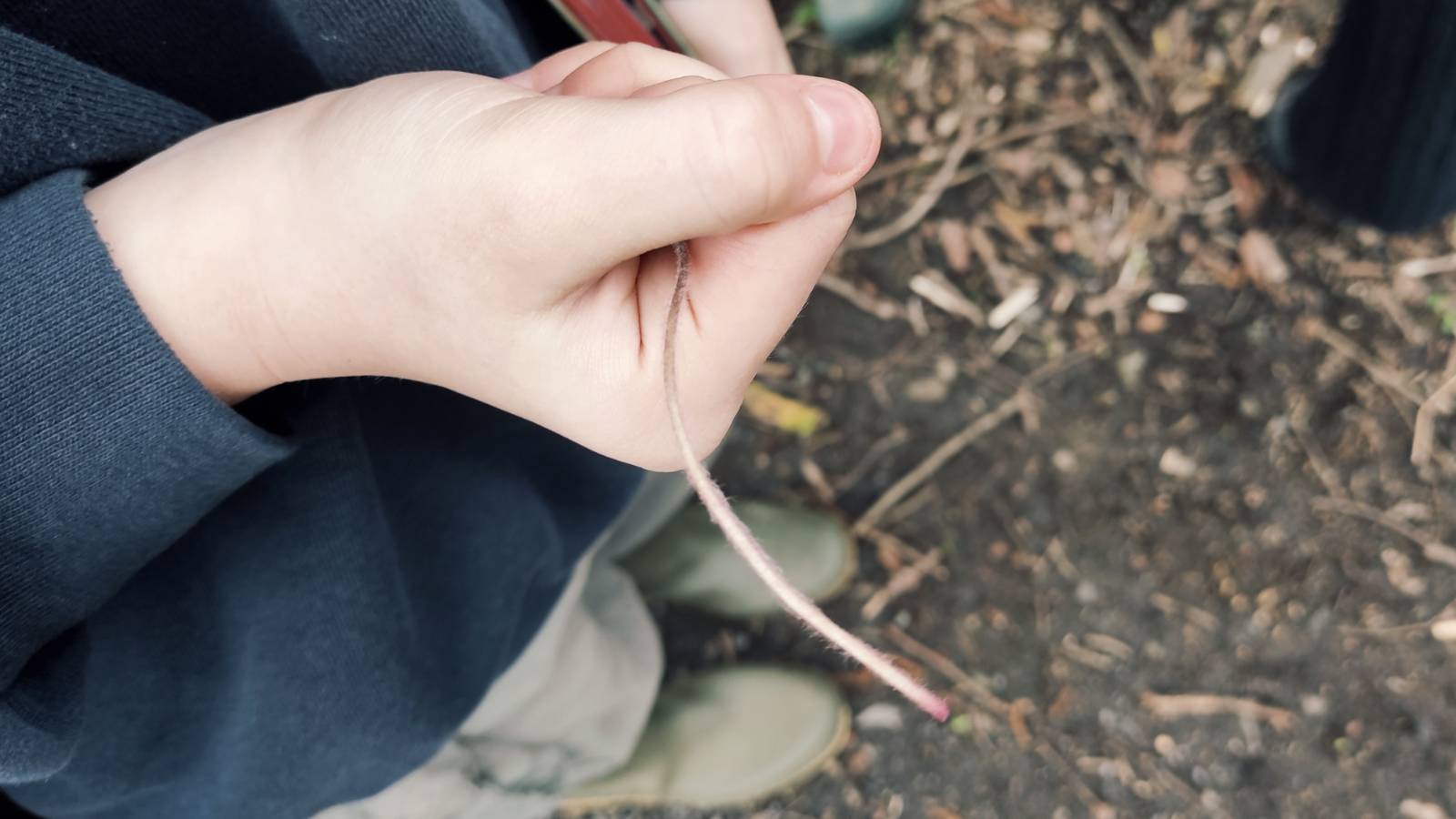 Mouse tail in student’s hand? Or Primrose flower stem? 🤔