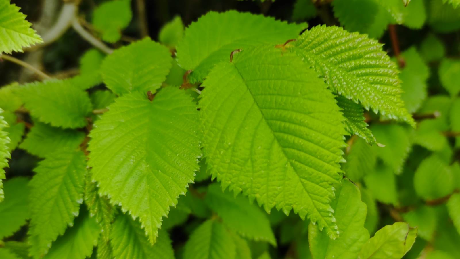 Wych Elm (Ulmus glabra) leaves