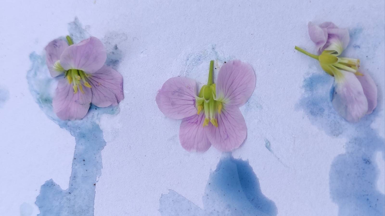Close-up of Cuckoo Flower flower and paint.