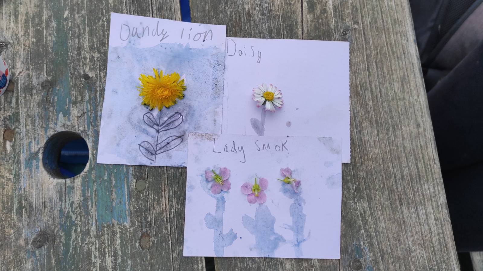 Three pictures of flowers Dandelion, Daisy and Lady’s Smock (Cuckoo Flower), with the flowers.