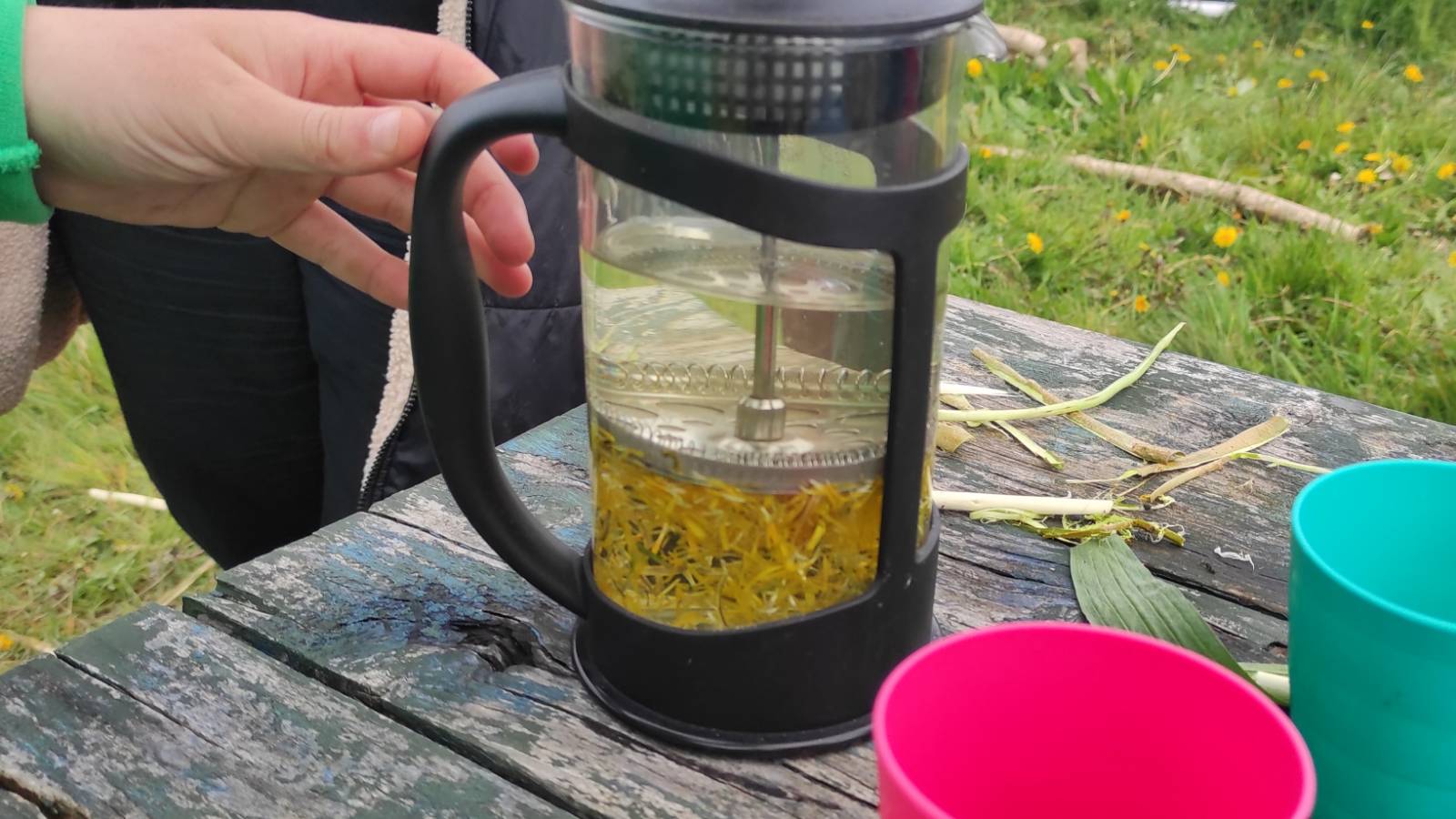 Close-up of Dandelion tea in a cafetière,