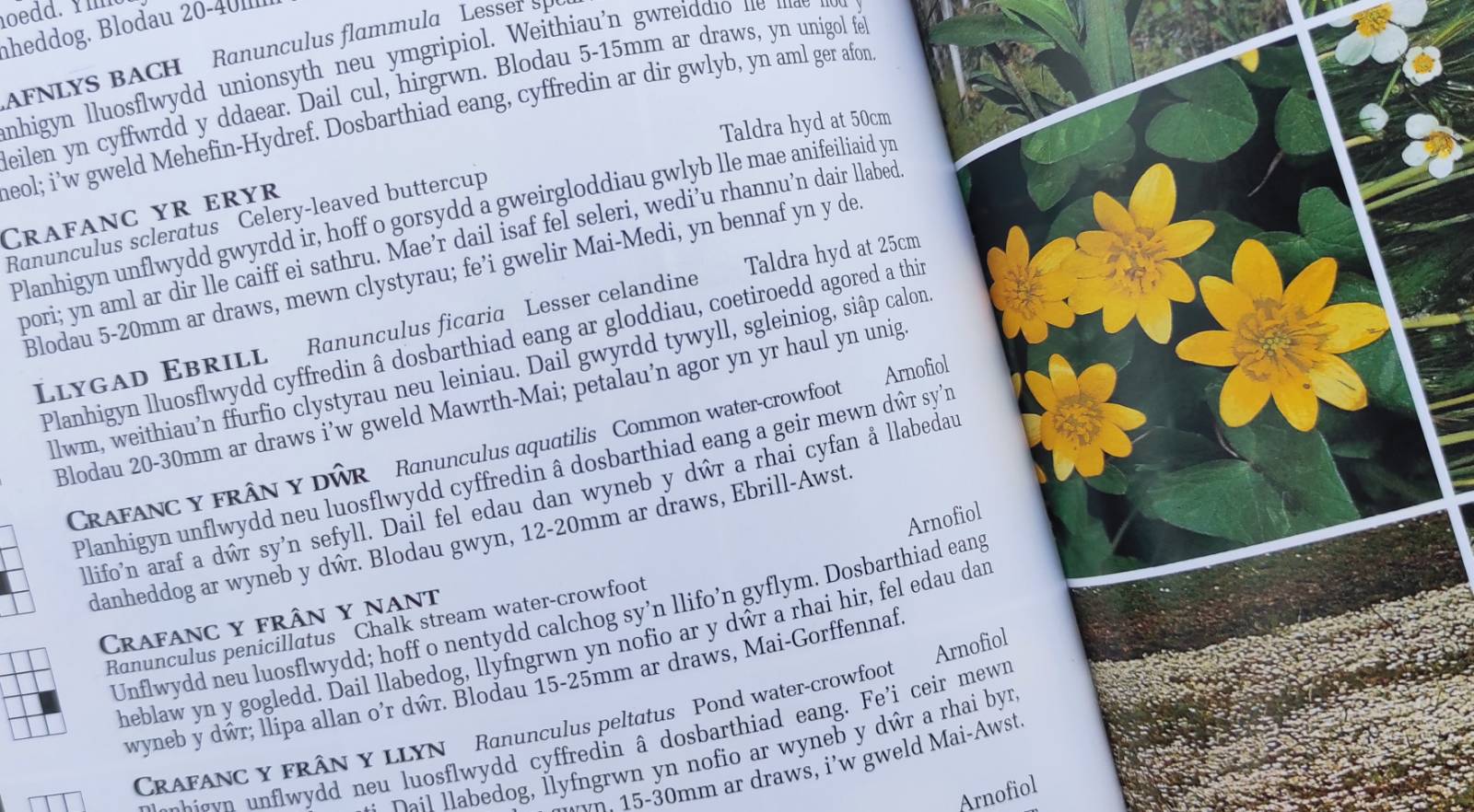 Lesser Celandine, or Llygad Ebrill yn Gymraeg, in Llyfr Natur by Paul Sterry & Iolo Williams