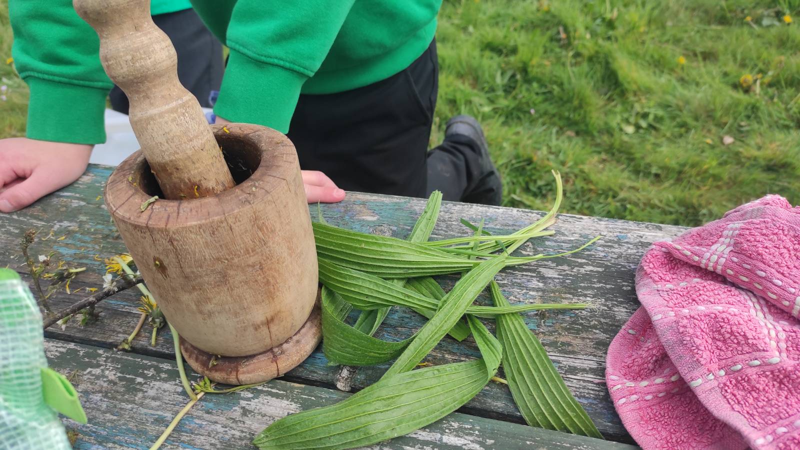 Ribwort Plantain (Plantago lanceolata) leaves next to the mortar and pestle.