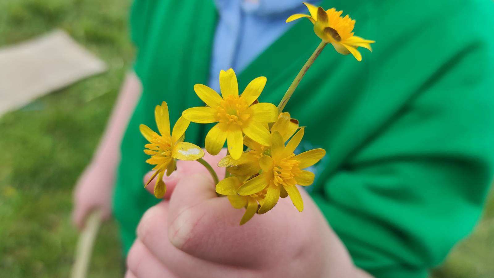 A bouquet of Lesser Celandine (Ficaria verna, formerly Ranunculus ficaria)