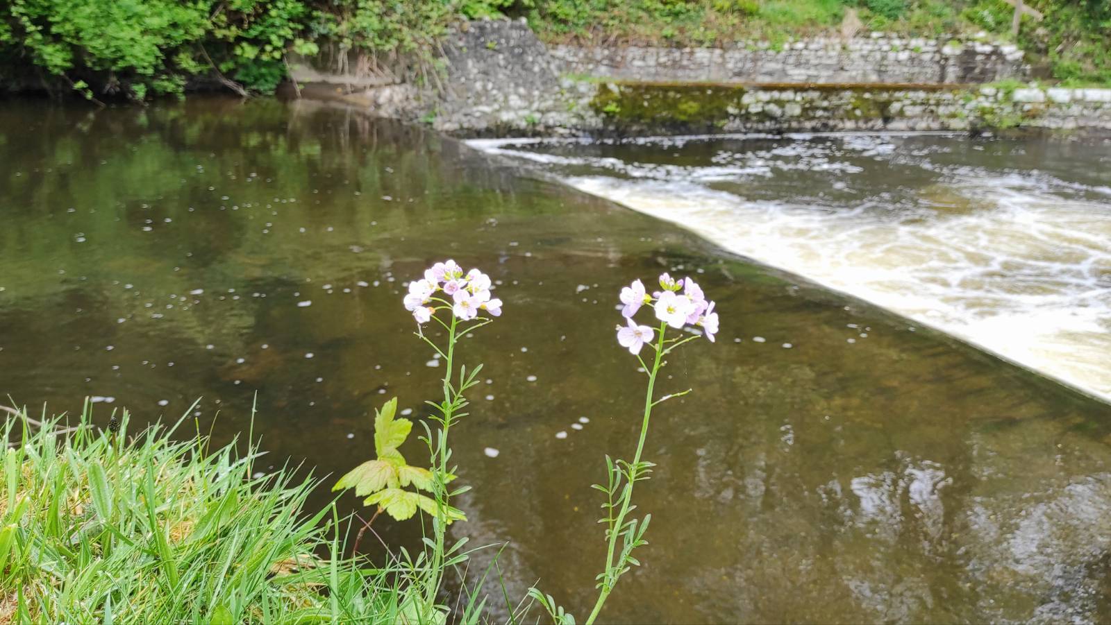Cuckoo Flower (Cardamine pratensis) by the river Aeron.