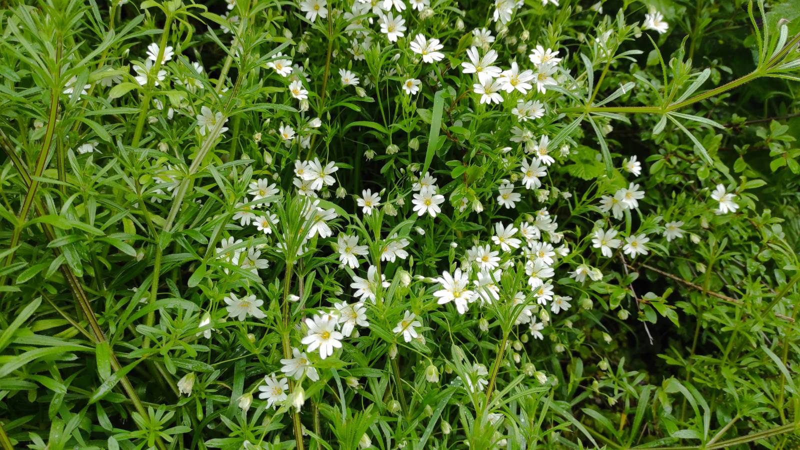 A froth of Greater Stitchwort (Stellaria graminea) on the road to the wood.