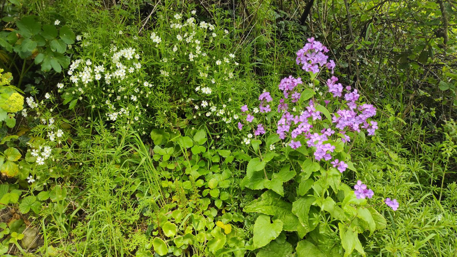 Greater Stitchwort (Stellaria graminea) and Honesty (Lunaria annua) flowers on the bank.