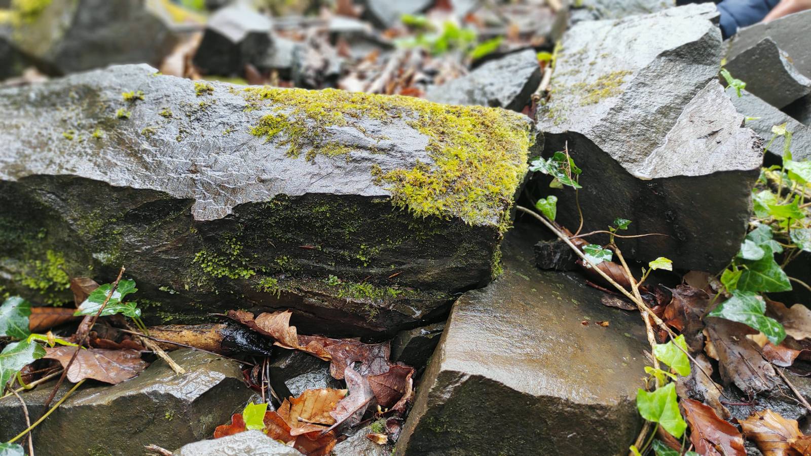 Moss on old chunk of slate in the quarry.