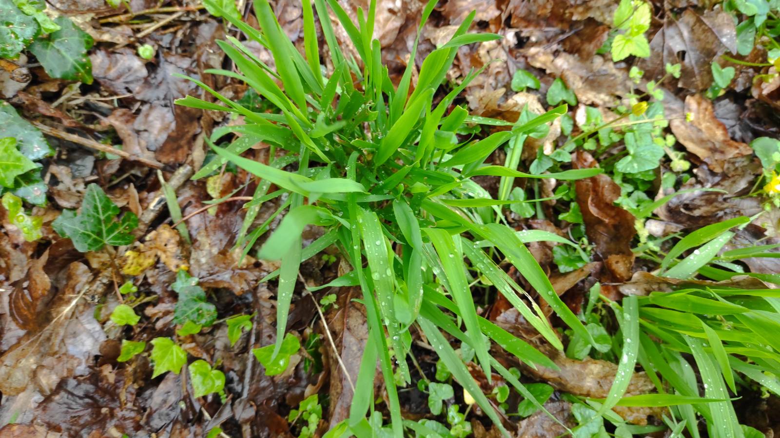 Winter Grass (Poa annua). 