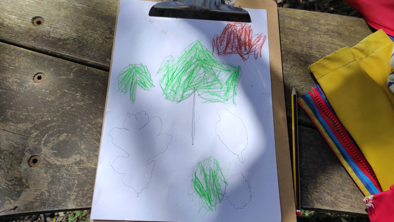 Pencil and crayon drawing of different leaves.
