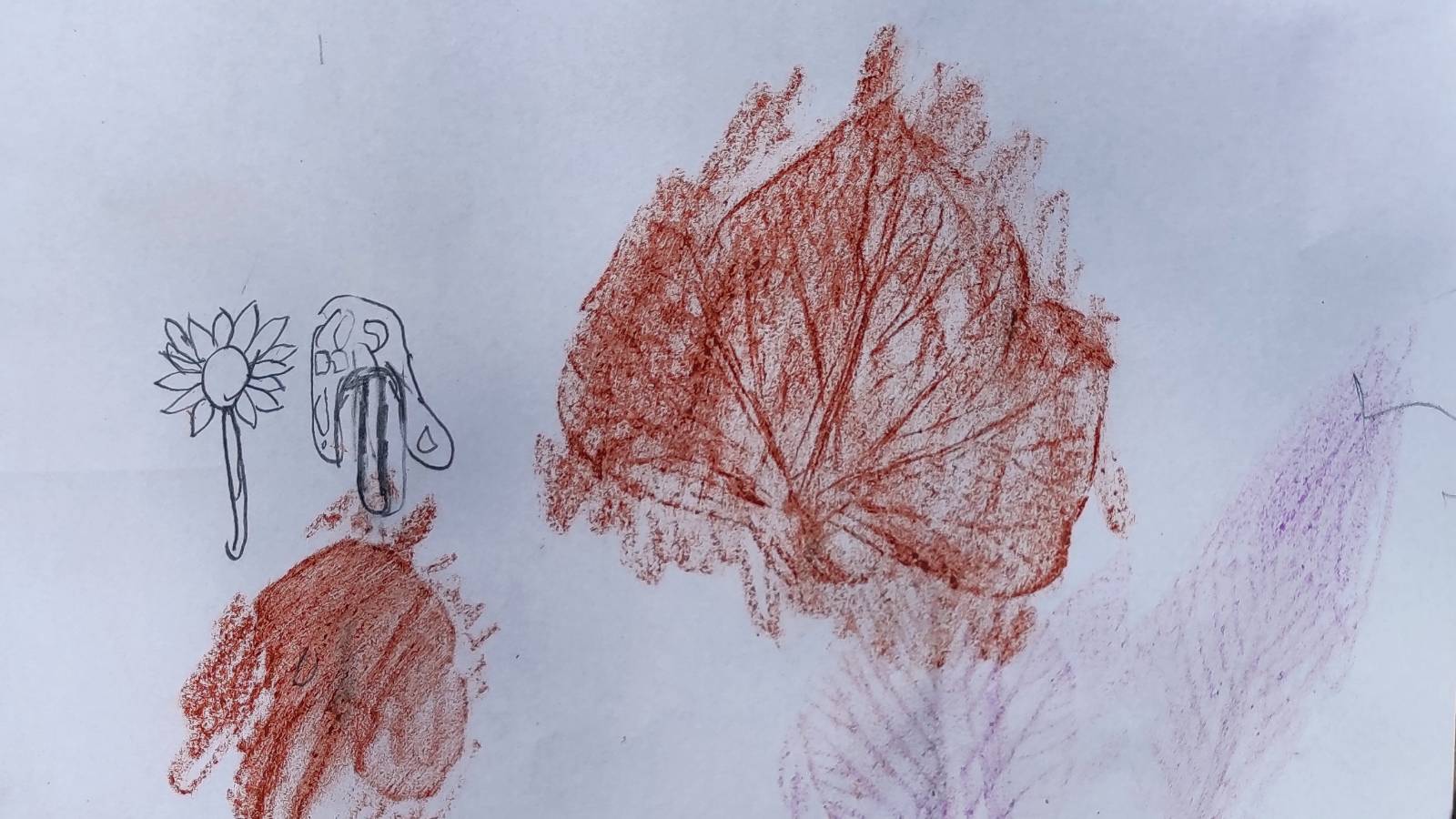 Pencil drawing of Lesser Celandine and crayon rubbing of Ivy.