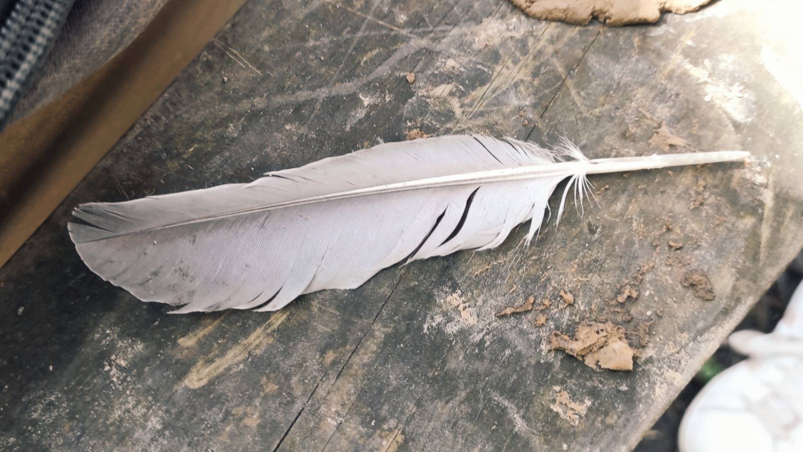 Found feather used for clay imprint experiment.