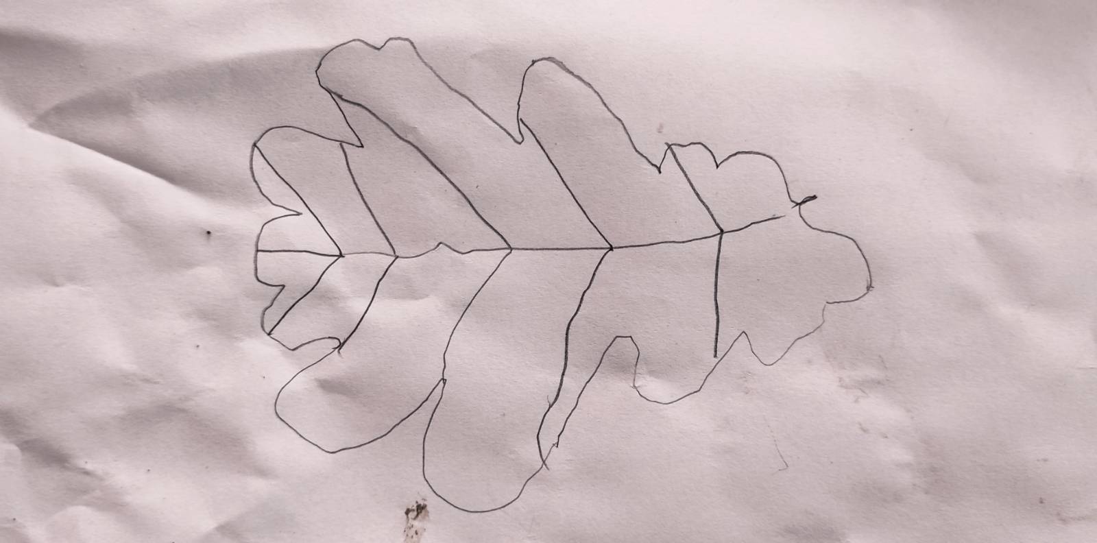 Pencil drawing of an Oak leaf.