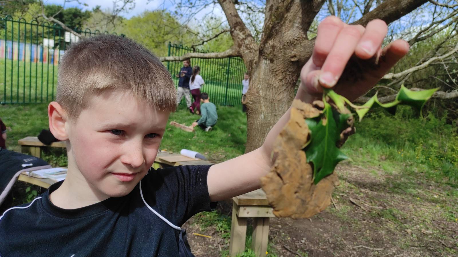 Student with Holly leaf experiment, trying to create an imprint.
