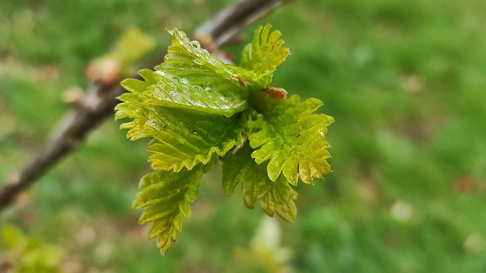 Oak leaves unfurling