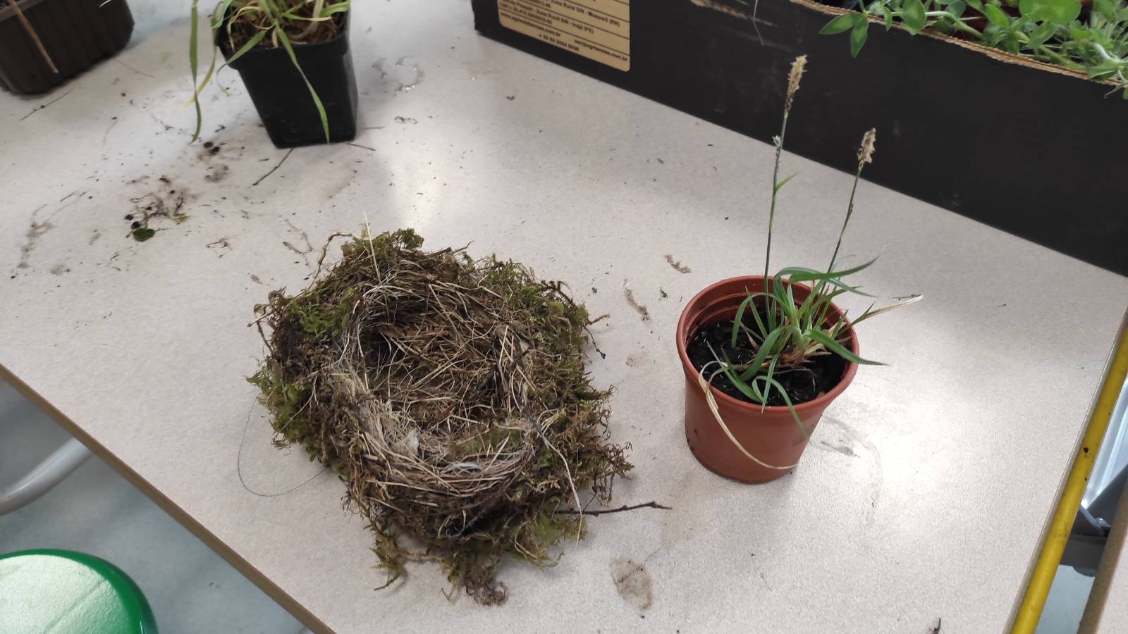 Abandoned nest found by Sheena the ecologist on a footpath.