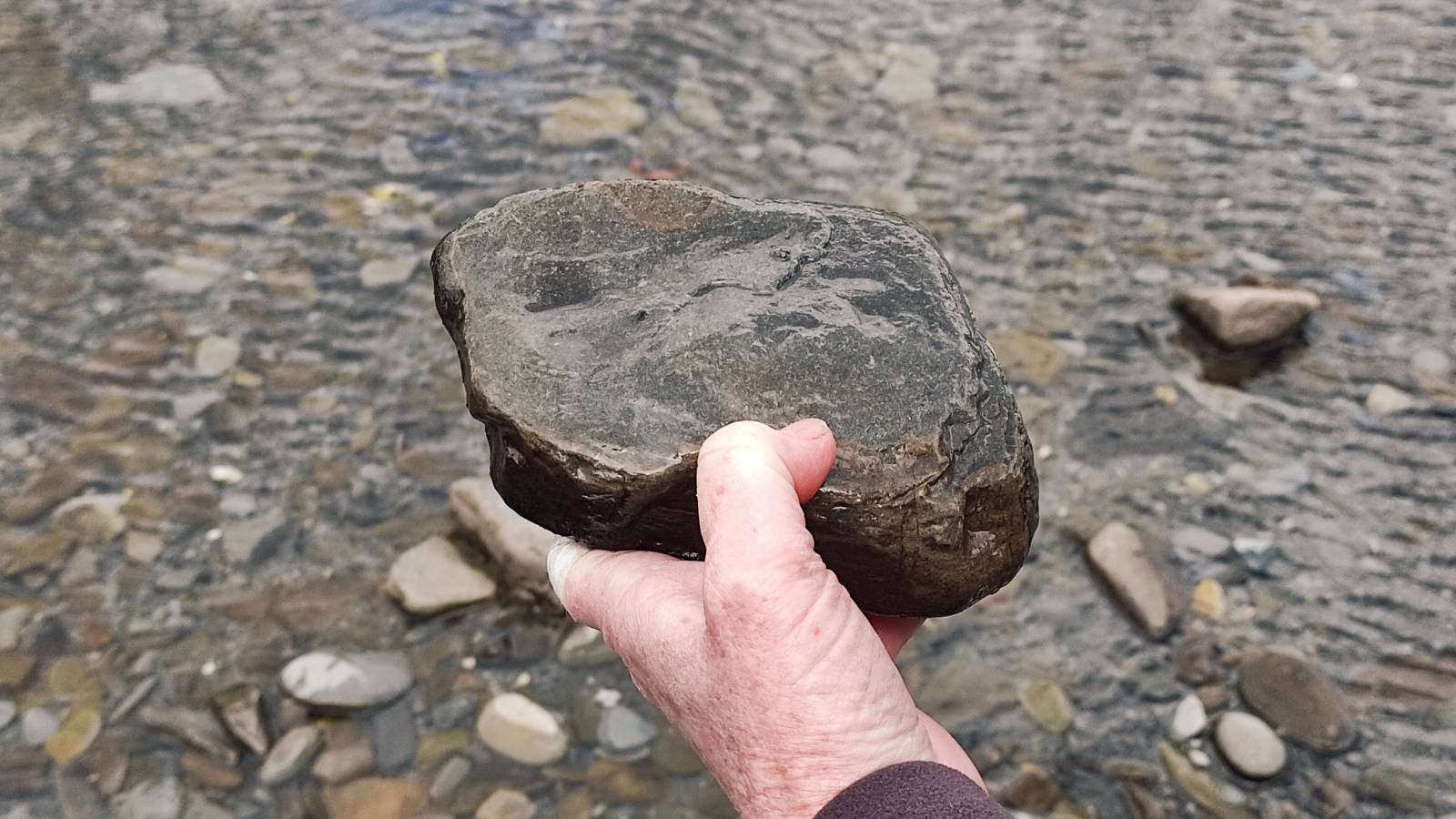 Small Caddis Fly case on the underside of a stone from the river Ystwyth.