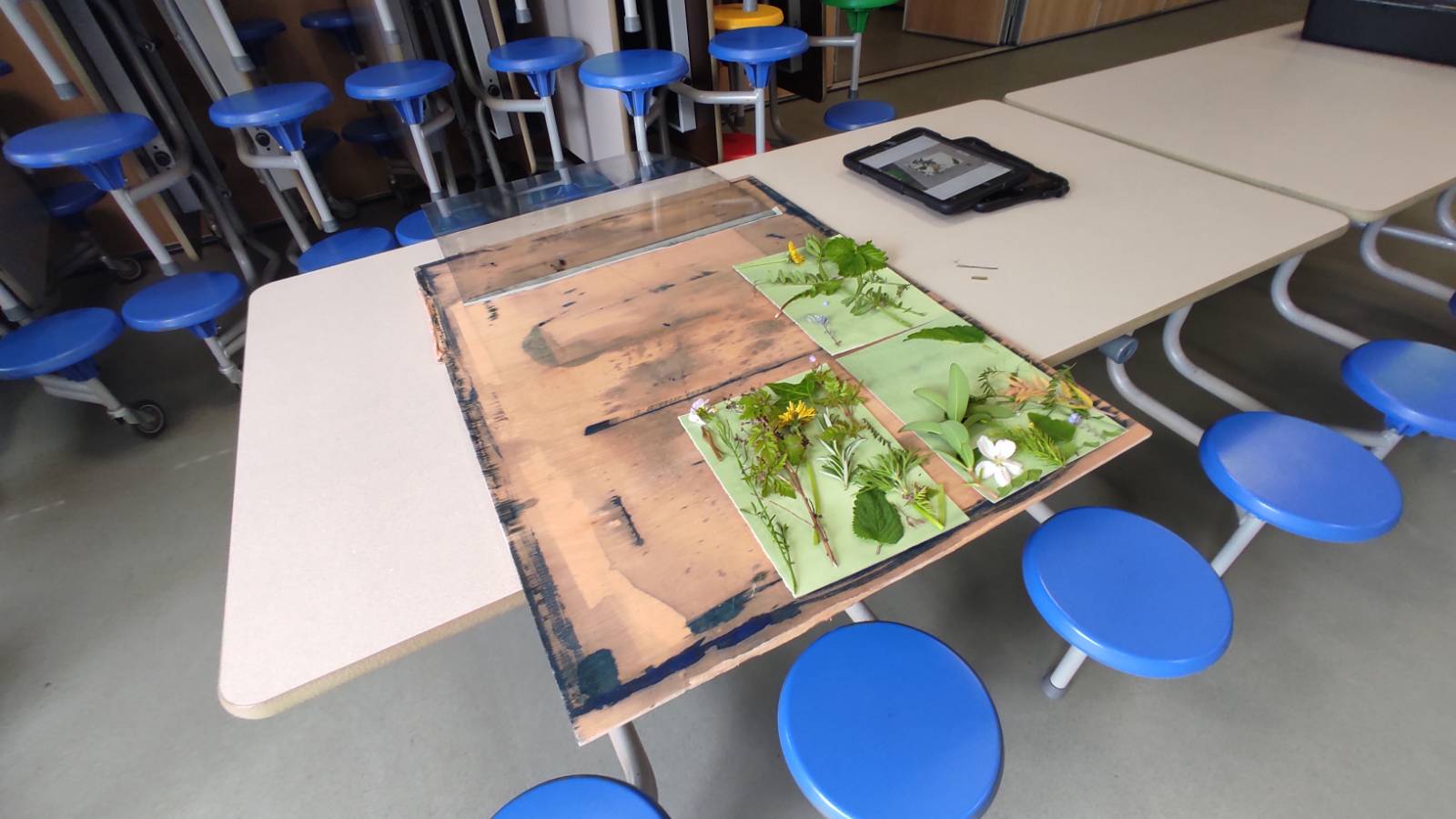 The paper is dipped in light-sensitive chemicals and put on a board.