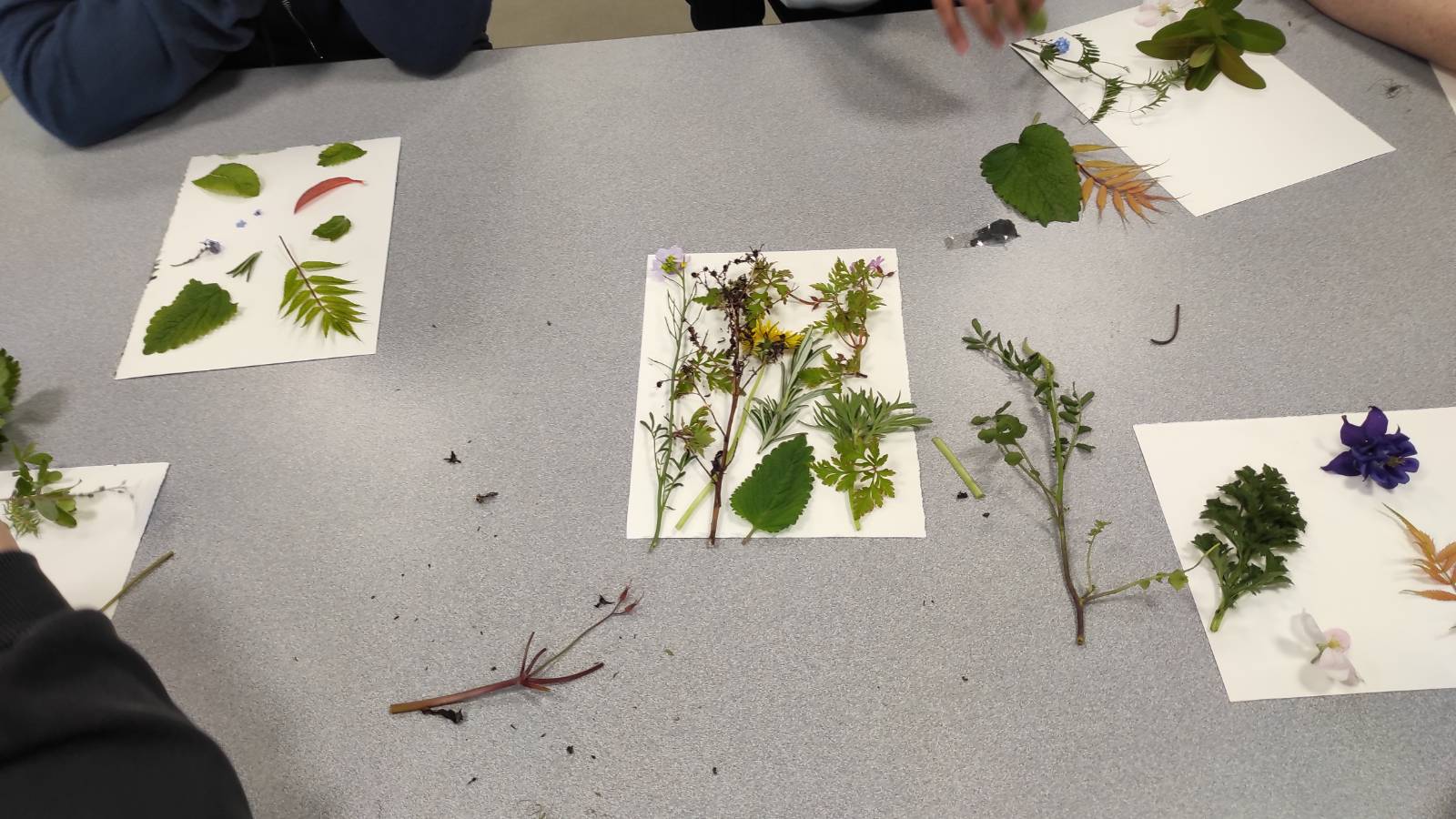 Arrangement of plant material for cyanotype.