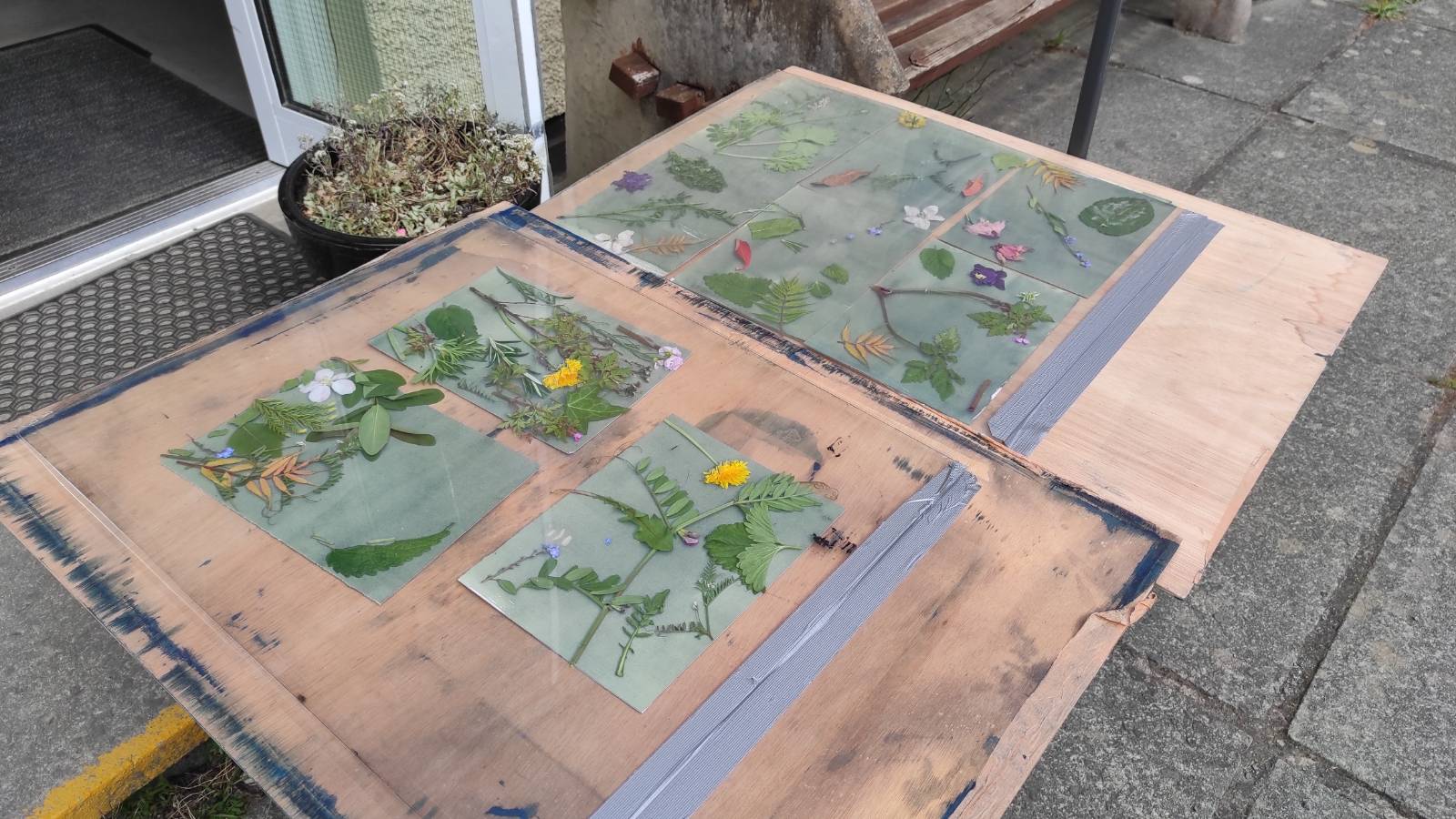 The boards with the paper and plant arrangements are flattened with a clear acrylic sheet and left outside in the sun for some minutes, depending on how sunny it is (not very sunny on this day!).