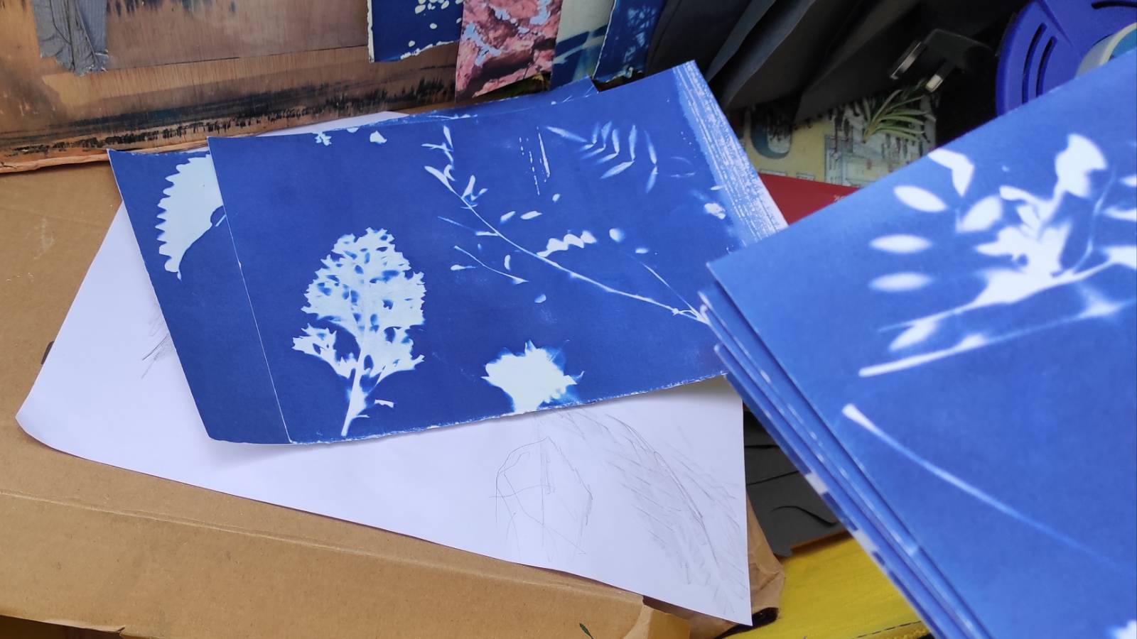 Cyanotype print with an inflorescence of flowers.