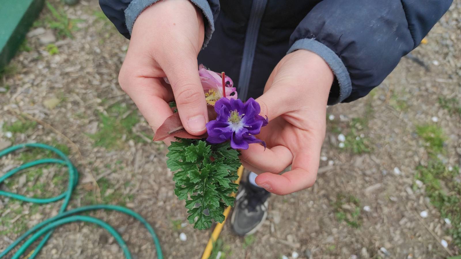 Student holding Columbine (Aquilegia vulgaris) flower and ragwort leaves, for the plant arrangement for the cyanotype print.