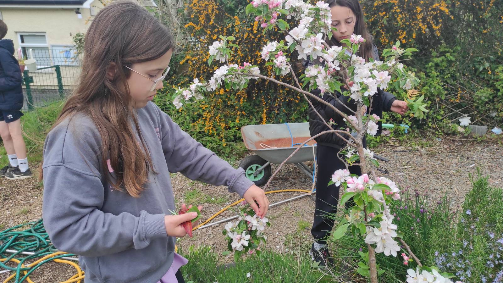 Student collecting apple blossom for the cyanotype arrangement.