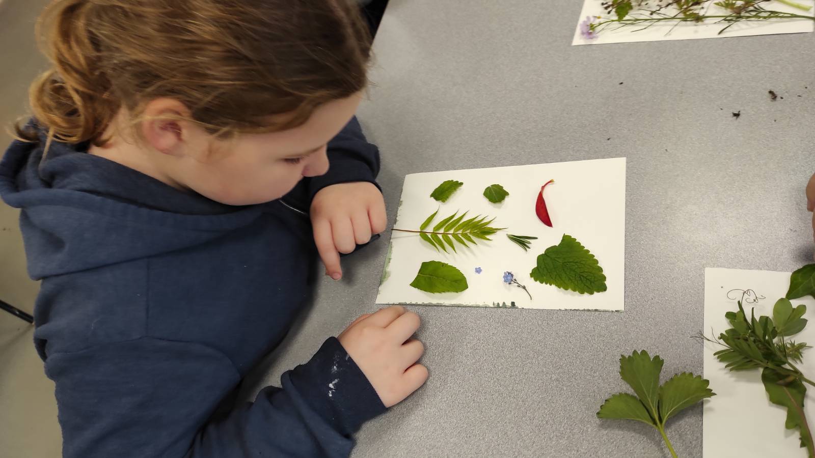 Student arrranging leaves for a cyanotype print.