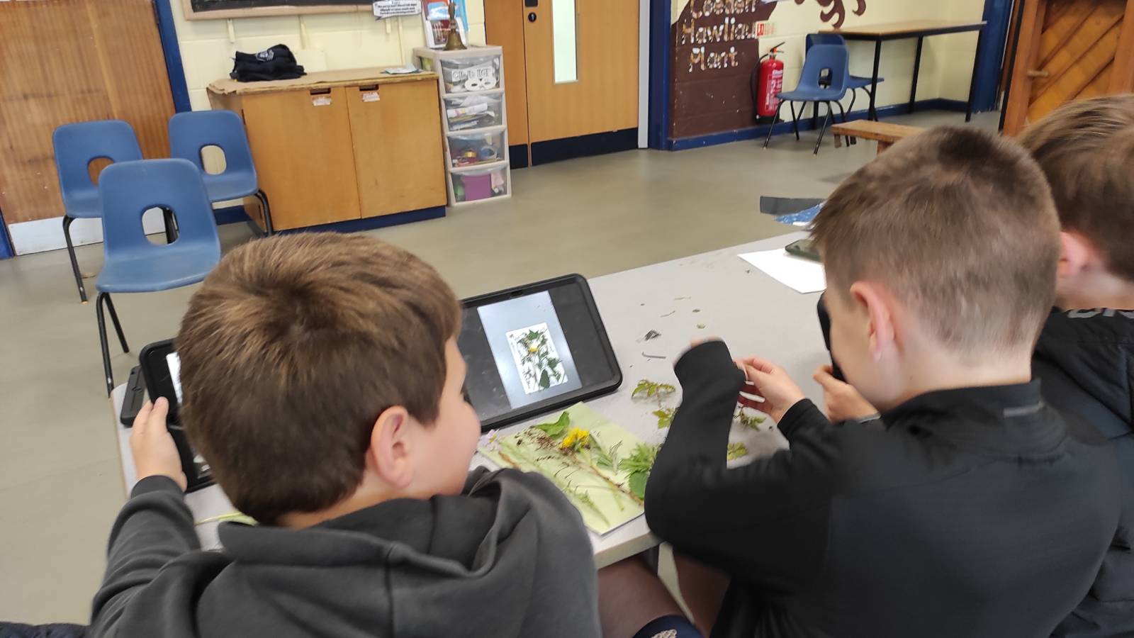 Students with iPads, arranging plants.