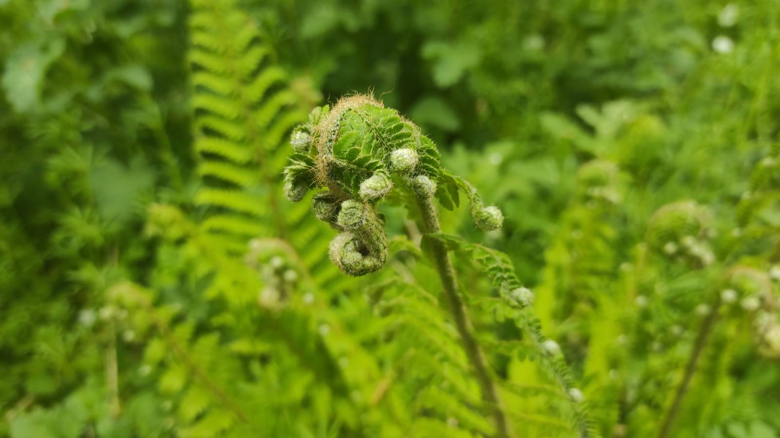 Fiddle heads of fern.