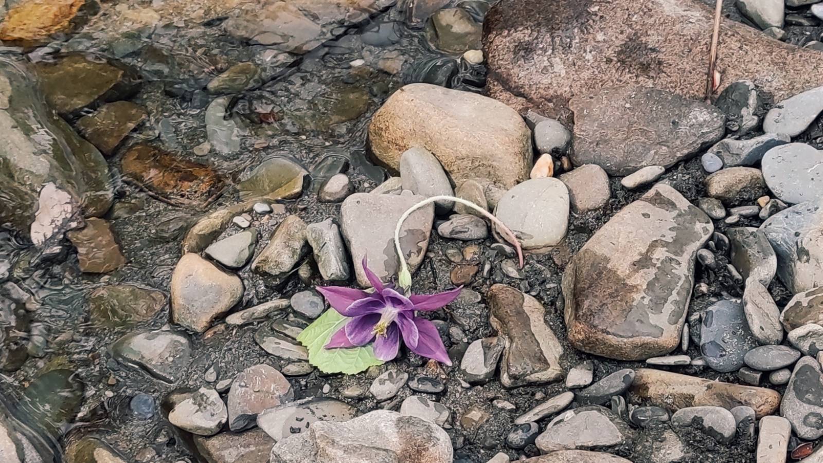 Combination of Primrose and Columbine to make a new flower, left intentionally by the river.