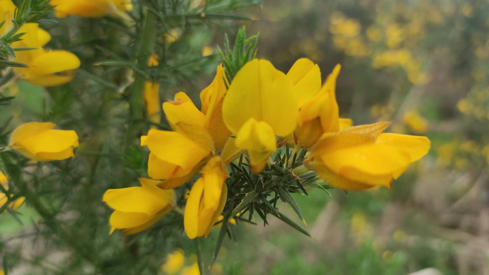 Gorse (Ulex europaeus) flower, down by the river Ystwyth.