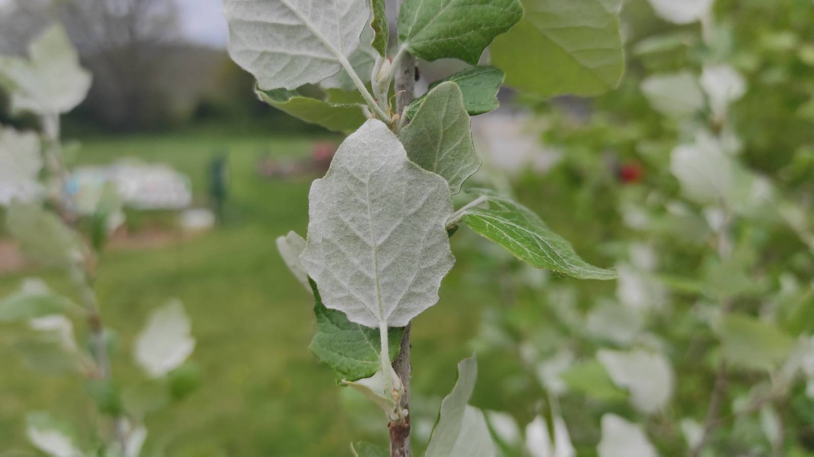 Grey Poplar (Populus x canescens) leaf.