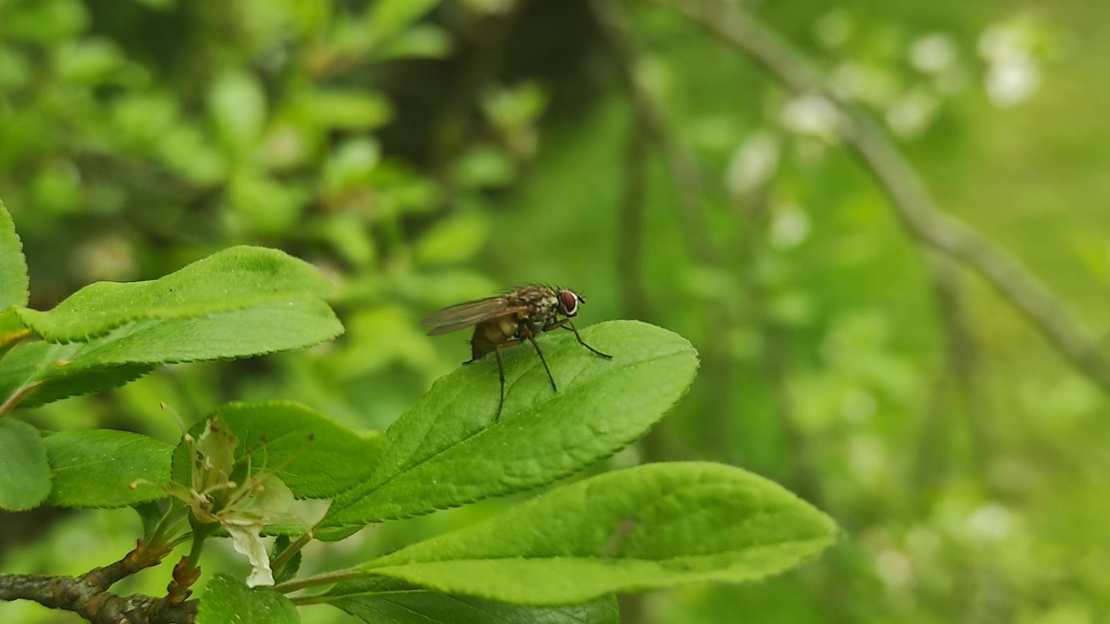 Hydrophoria lancifer fly on a tree leaf by the pond.