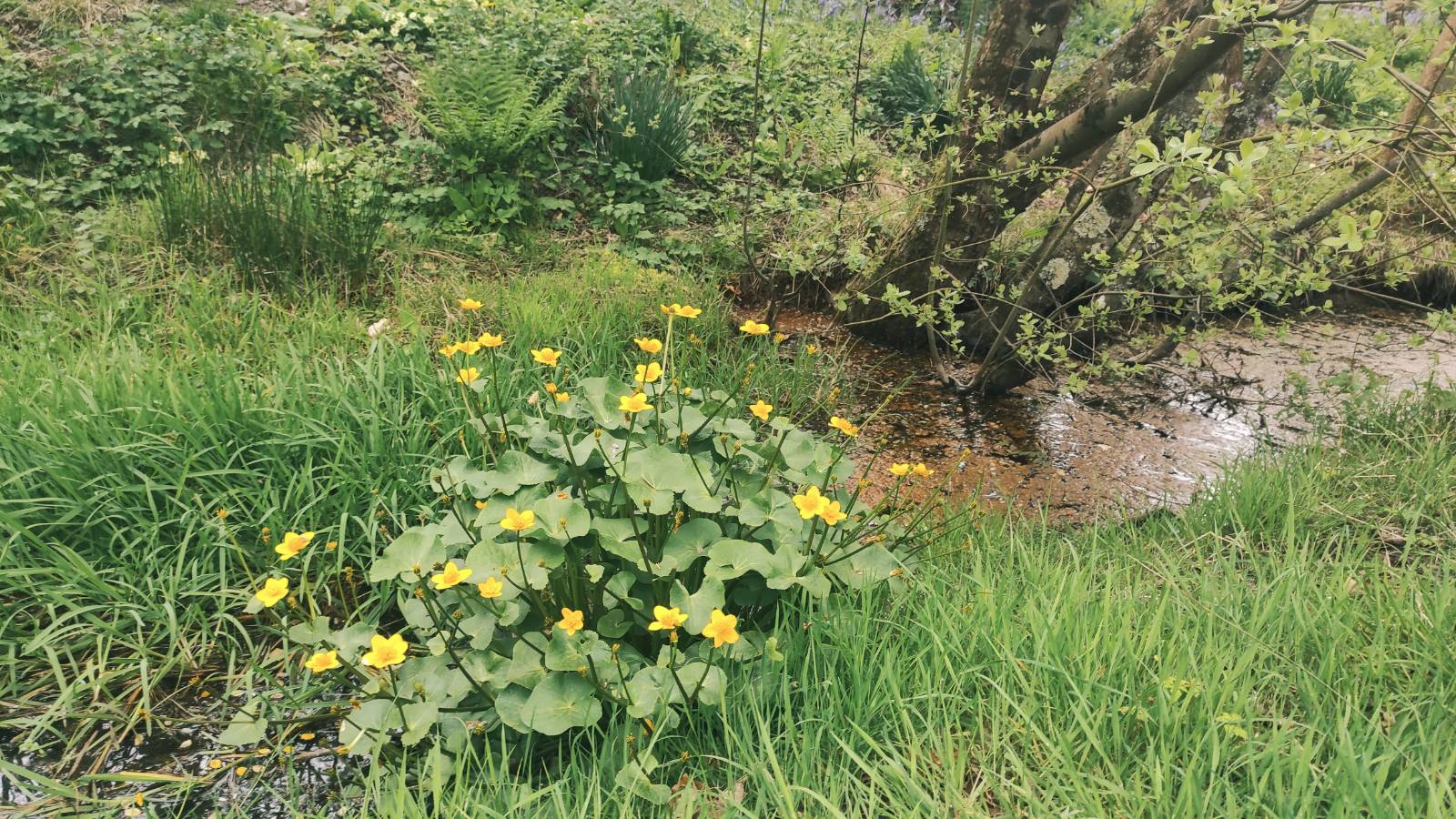 Marsh Marigold (Caltha palustris) in flower by Llanilar pond.