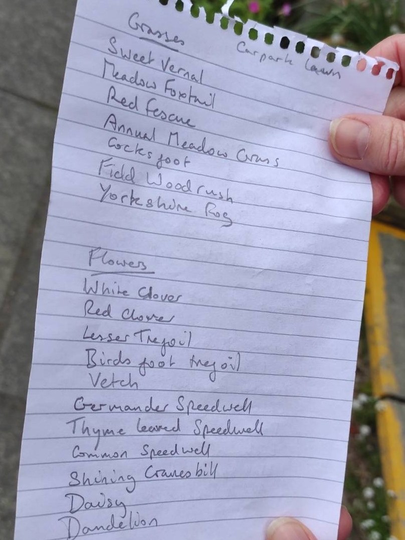 Sheena very kindly made a list of all the plants she could see on the school grounds. This is grasses and flowers.