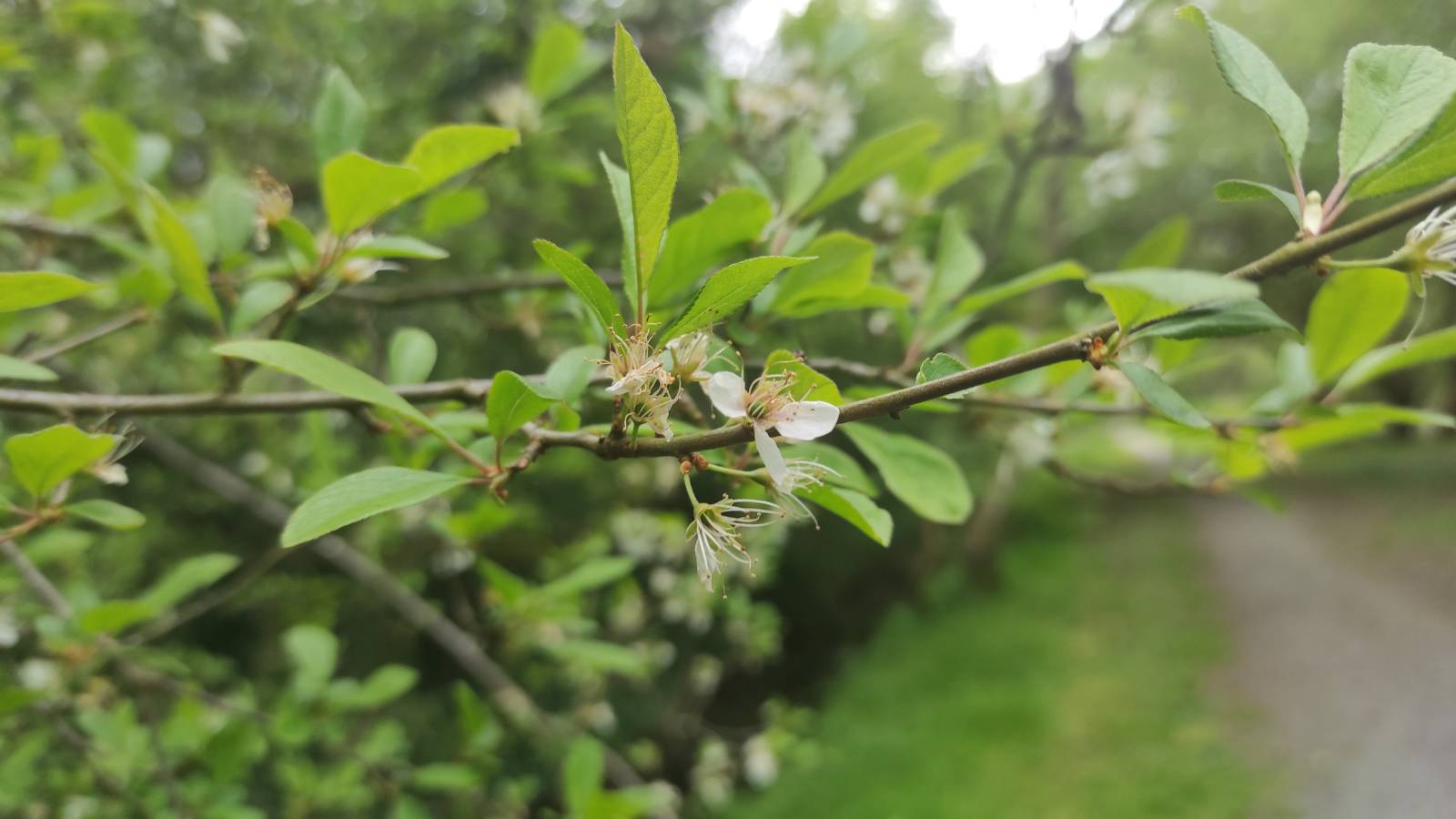 Some sort of plum tree?