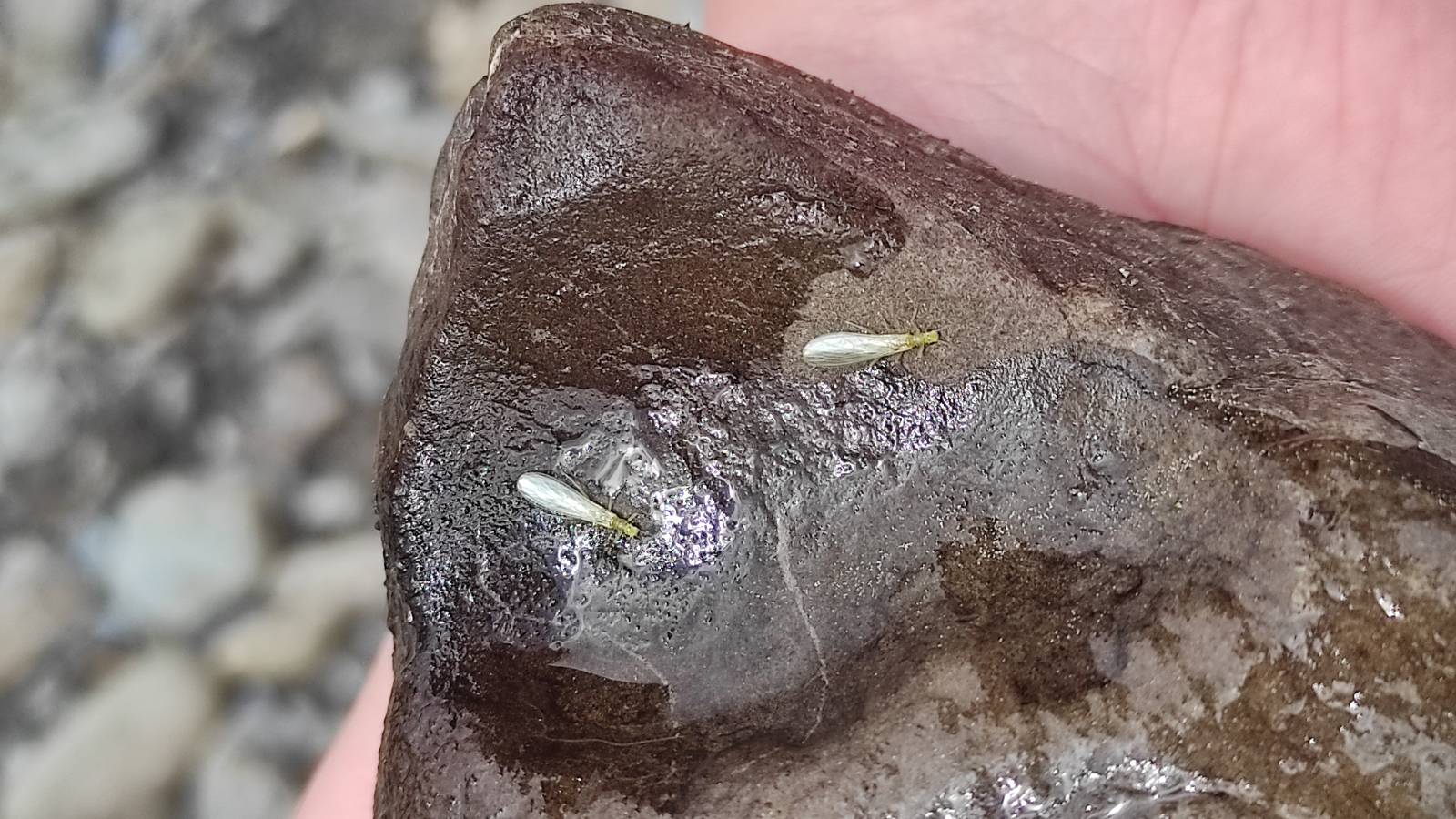 Rocksitter Flies, sitting on the, er, rock.