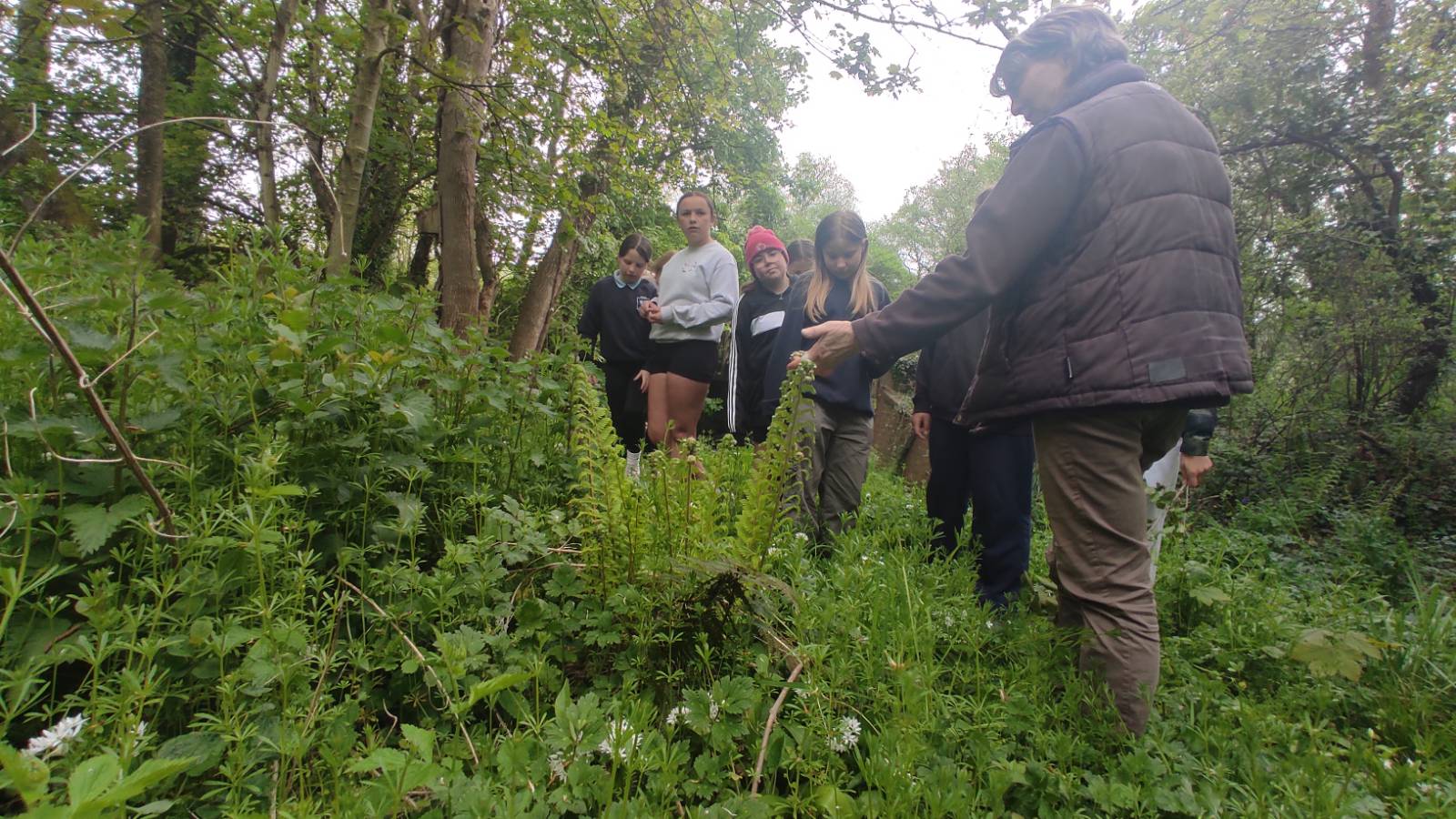 Sheena describing the two different ferns coming into leaf (Buckler Fern and Male Fern I think).